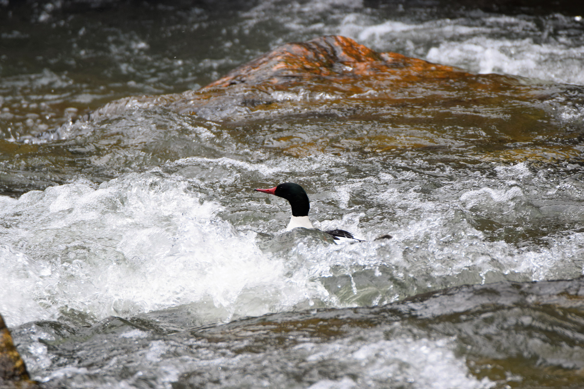 Nikon D3300 sample photo. Riding te rapids *;) photography