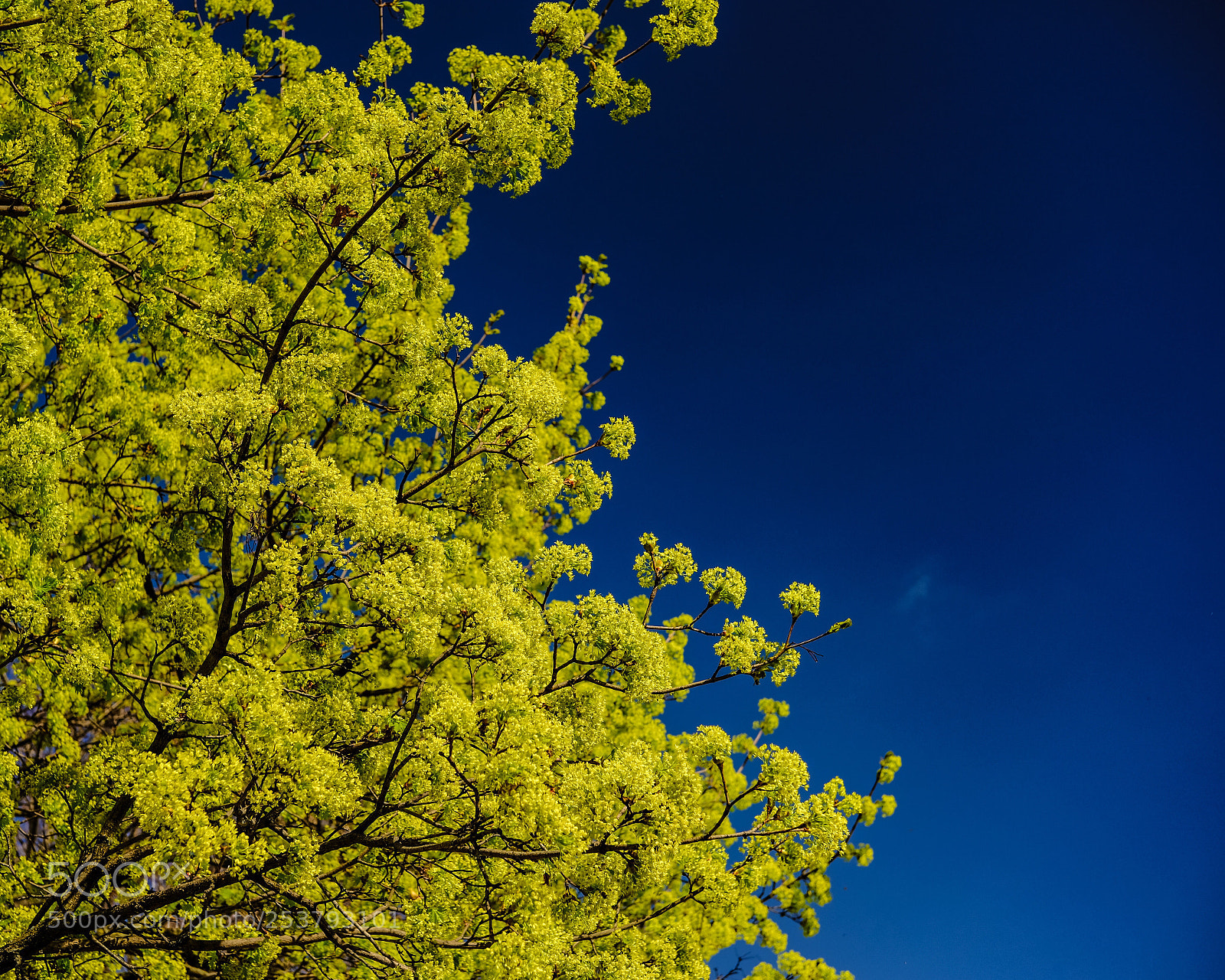 Fujifilm X-Pro2 sample photo. Spring foliage. photography