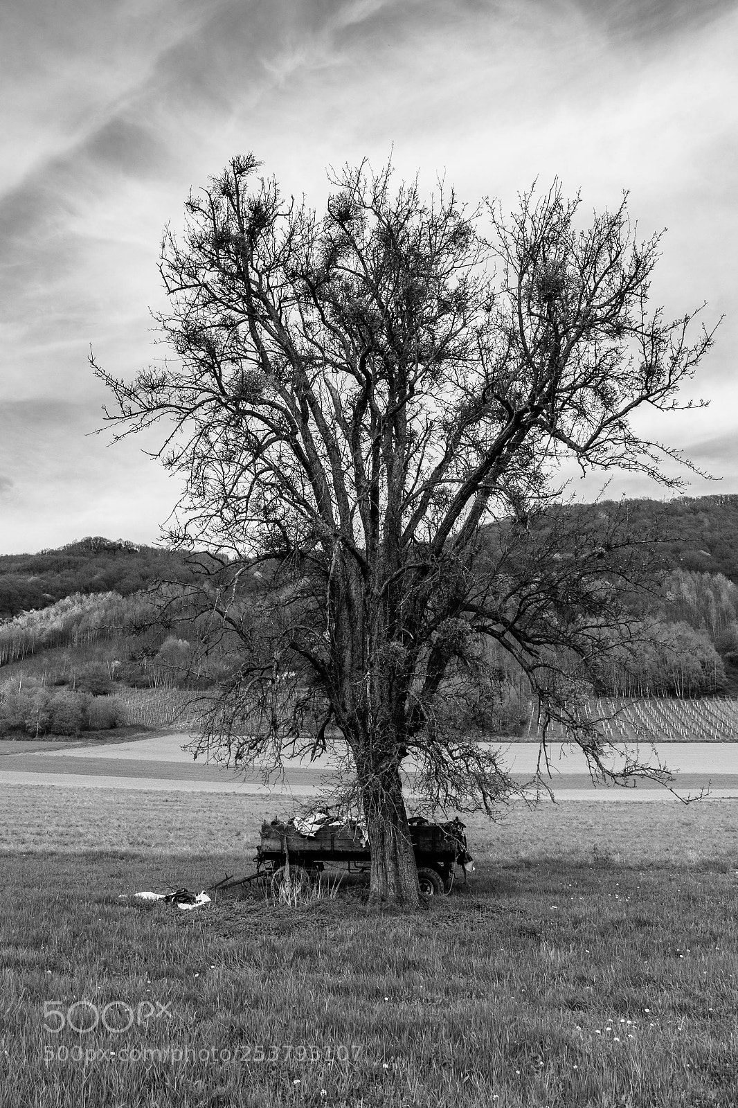 Canon EOS 80D sample photo. Broken trees 2 photography