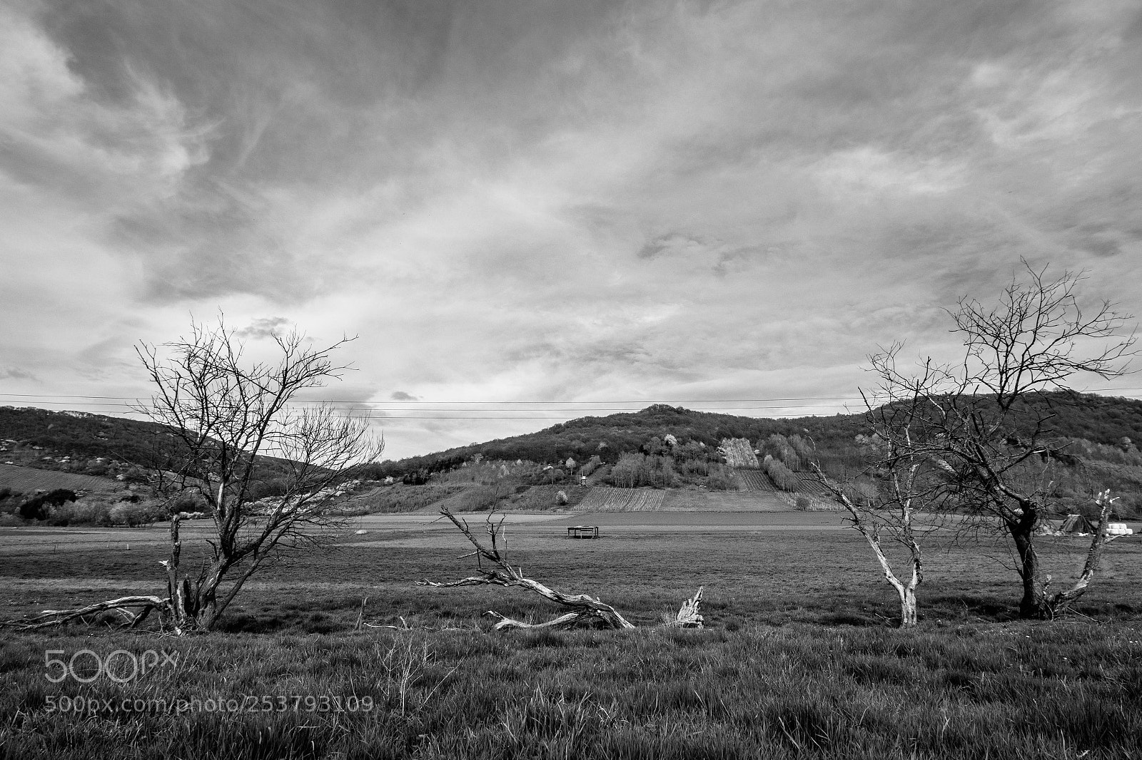 Canon EOS 80D sample photo. Broken trees 1 photography