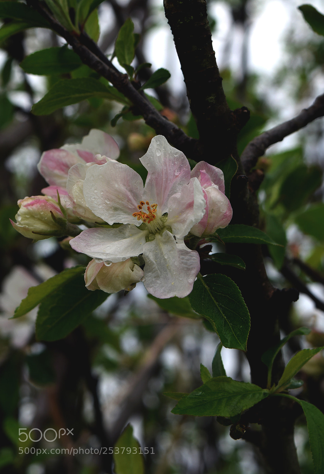 Nikon D3300 sample photo. Apple blossoms after the photography