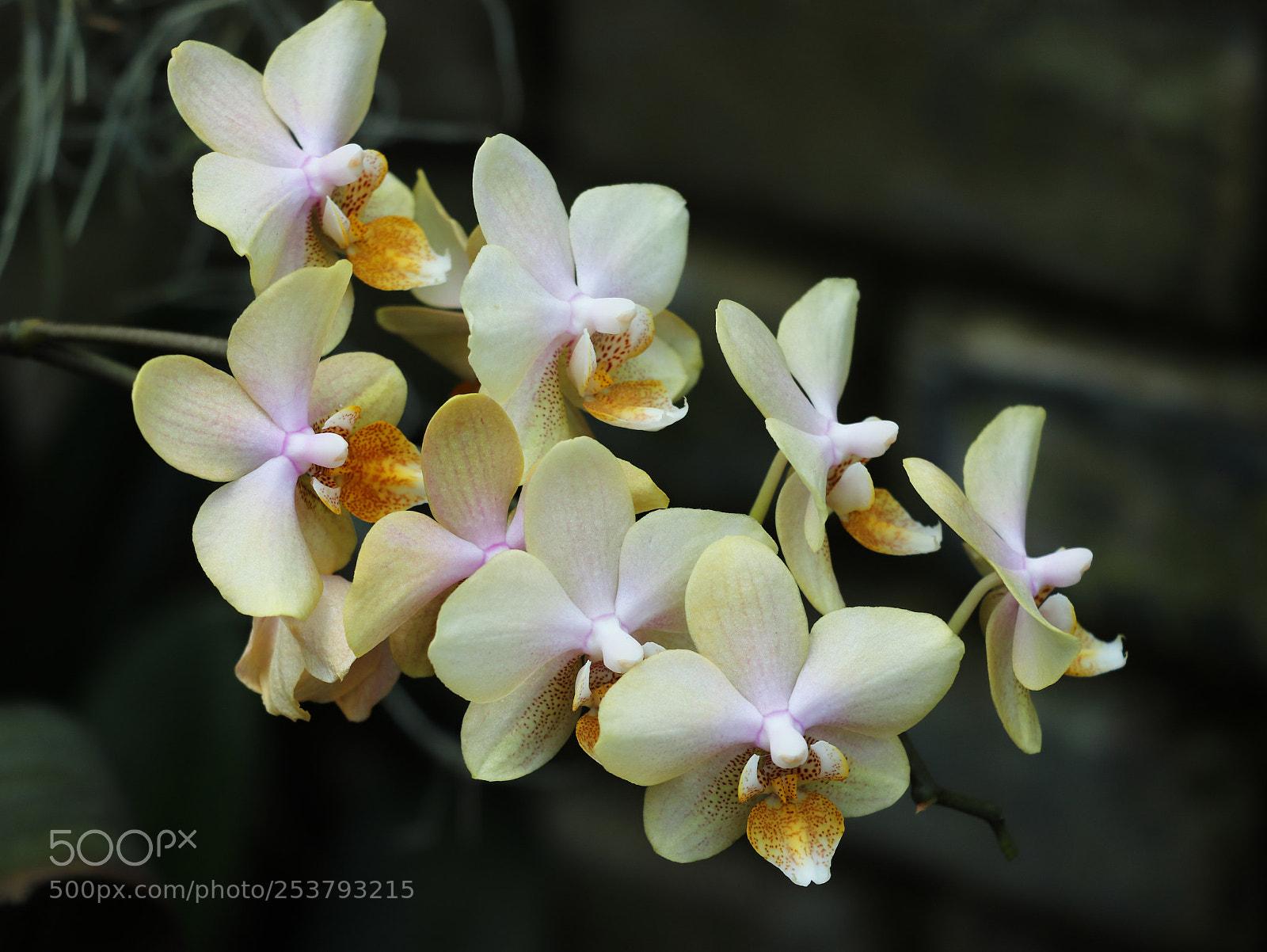 Canon EOS 800D (EOS Rebel T7i / EOS Kiss X9i) sample photo. Beige phalaenopsis orchid photography