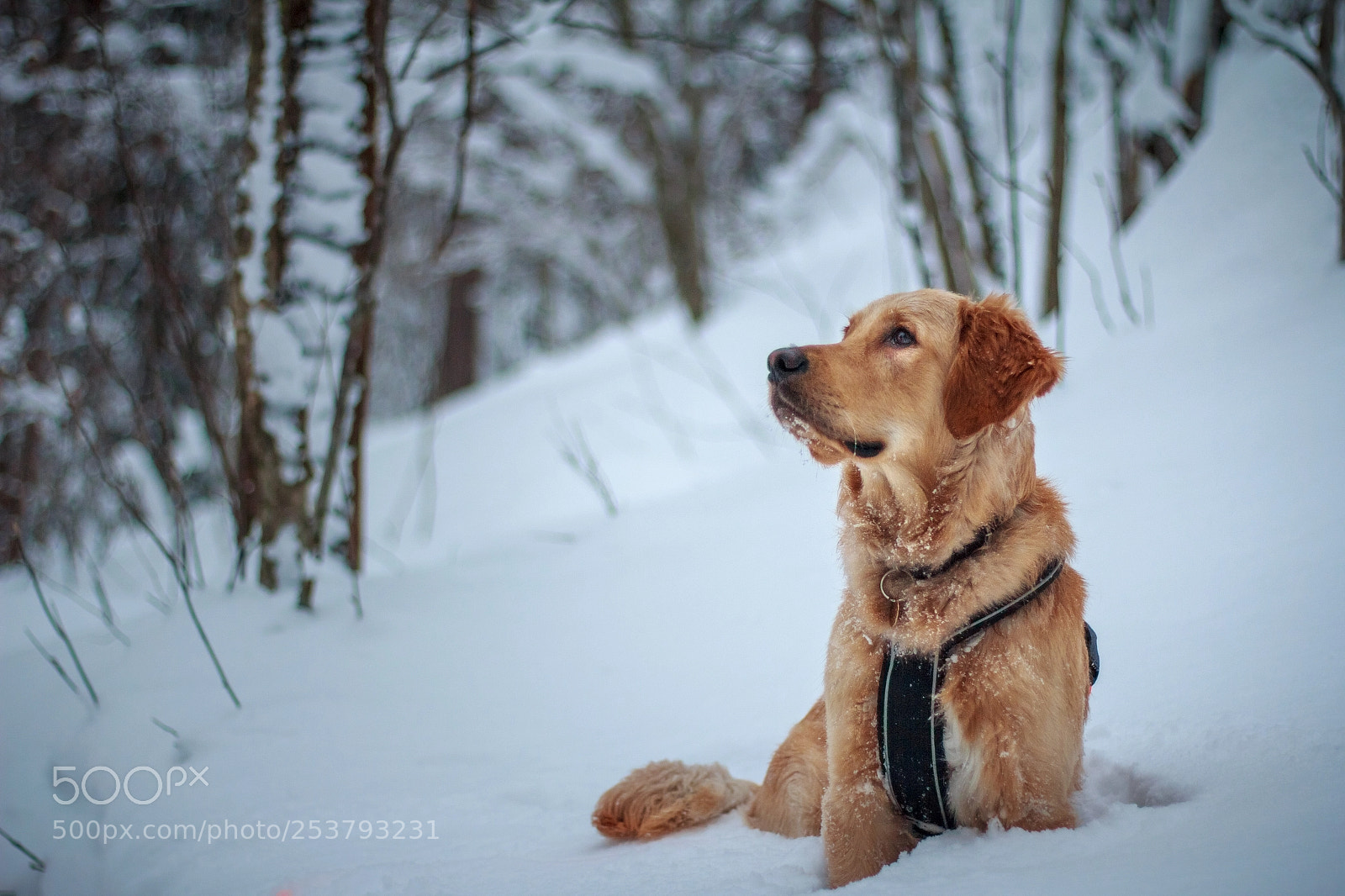 Canon EOS 60D sample photo. Koda photography