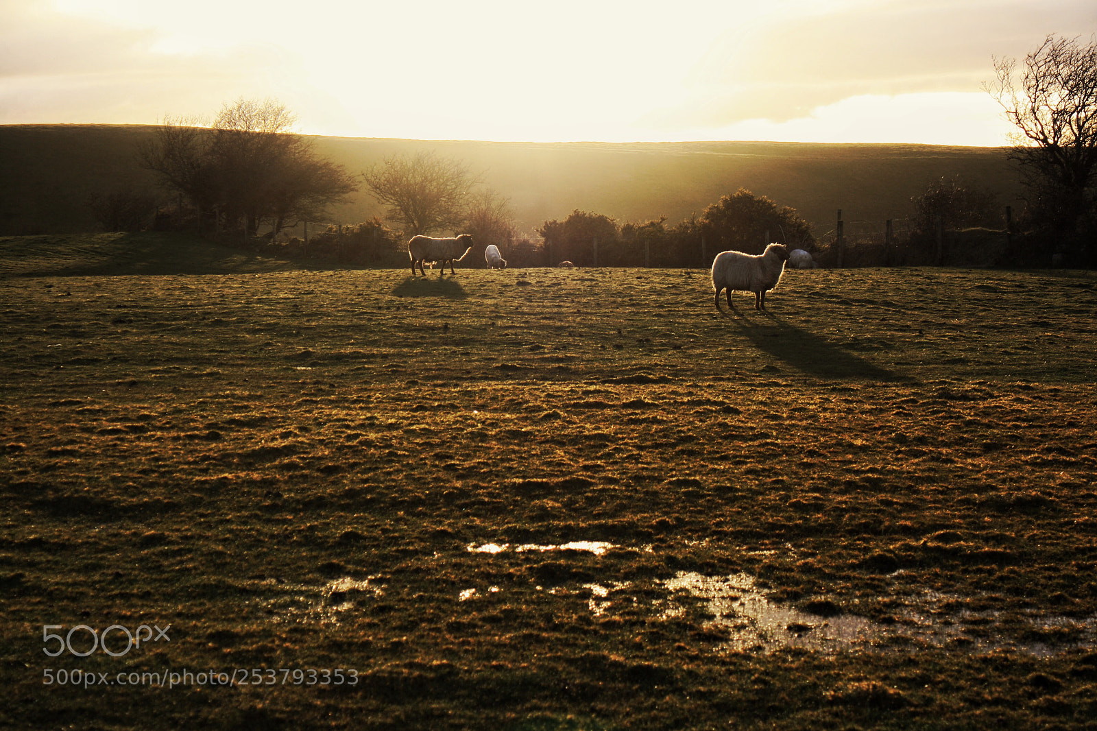 Canon EOS 1000D (EOS Digital Rebel XS / EOS Kiss F) sample photo. Sheep photography