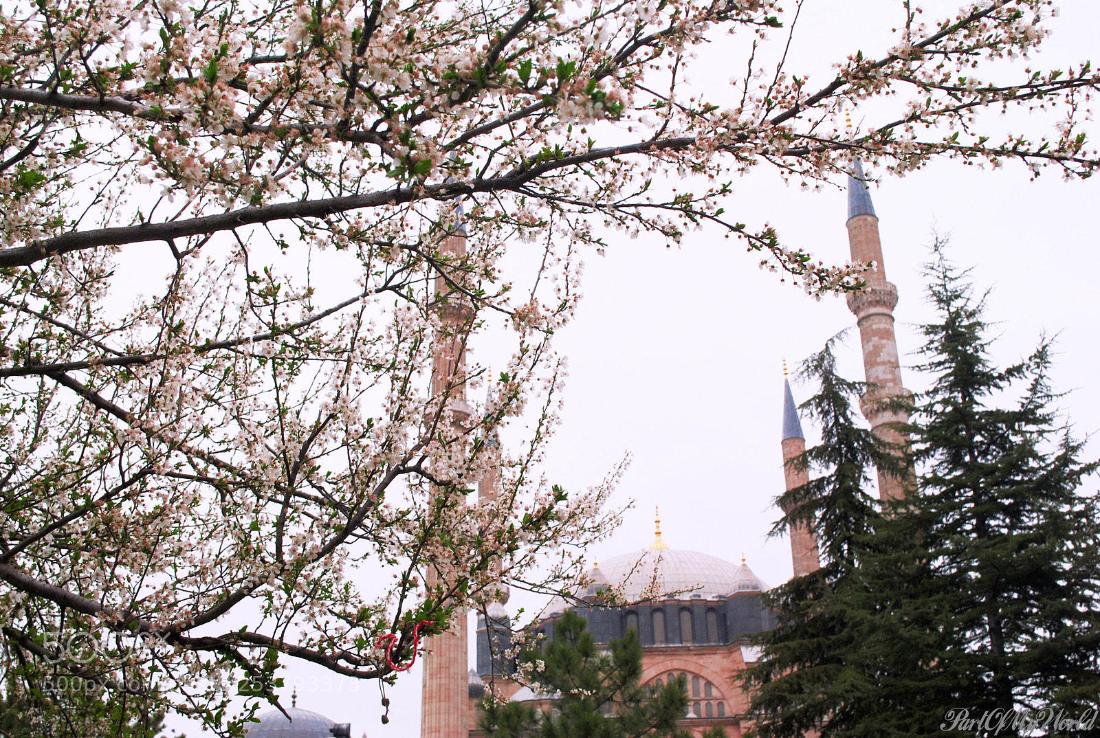 Nikon D3000 sample photo. Springtime in edirne photography