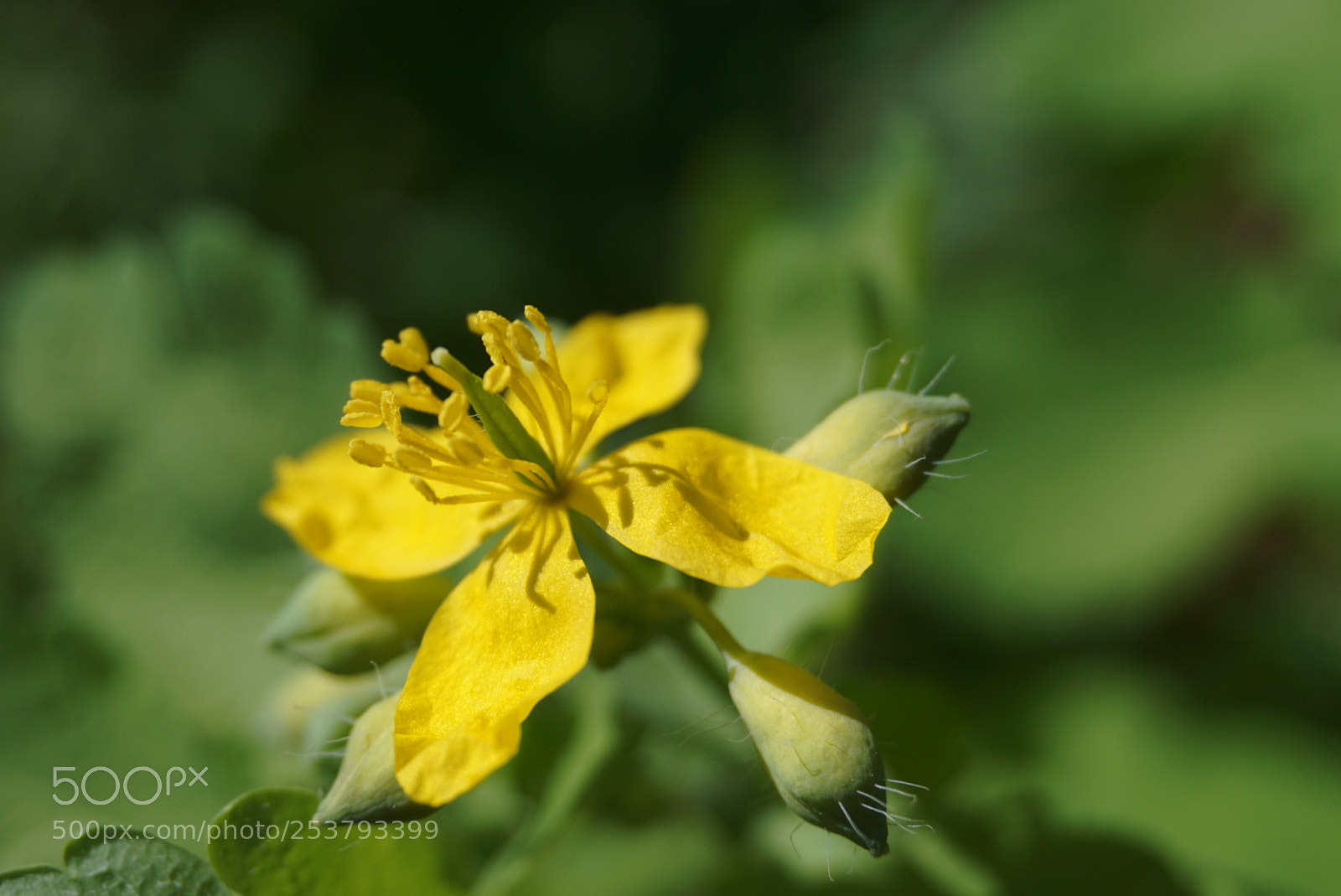Sony a6000 sample photo. First macro photography