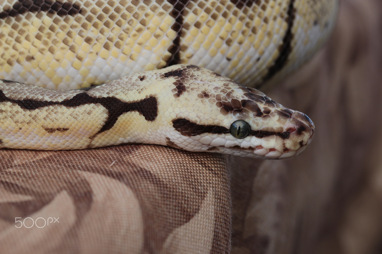 Canon EOS 70D sample photo. Corn snake photography