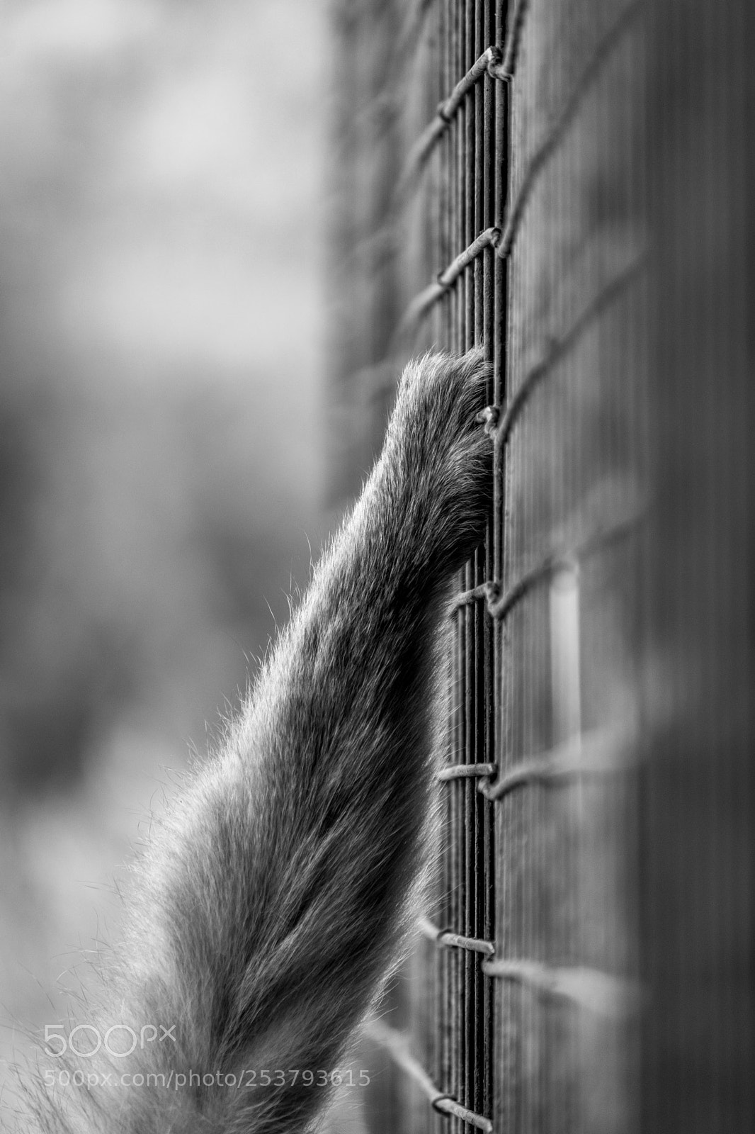 Nikon D3300 sample photo. Caged photography