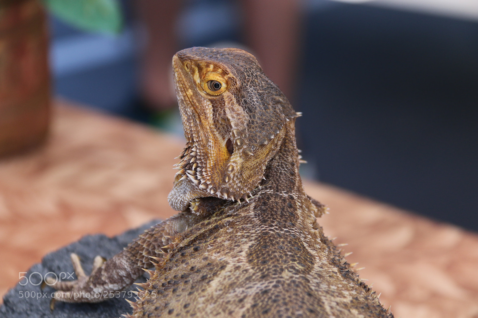 Canon EF-S 18-200mm F3.5-5.6 IS sample photo. Bearded dragon head photography