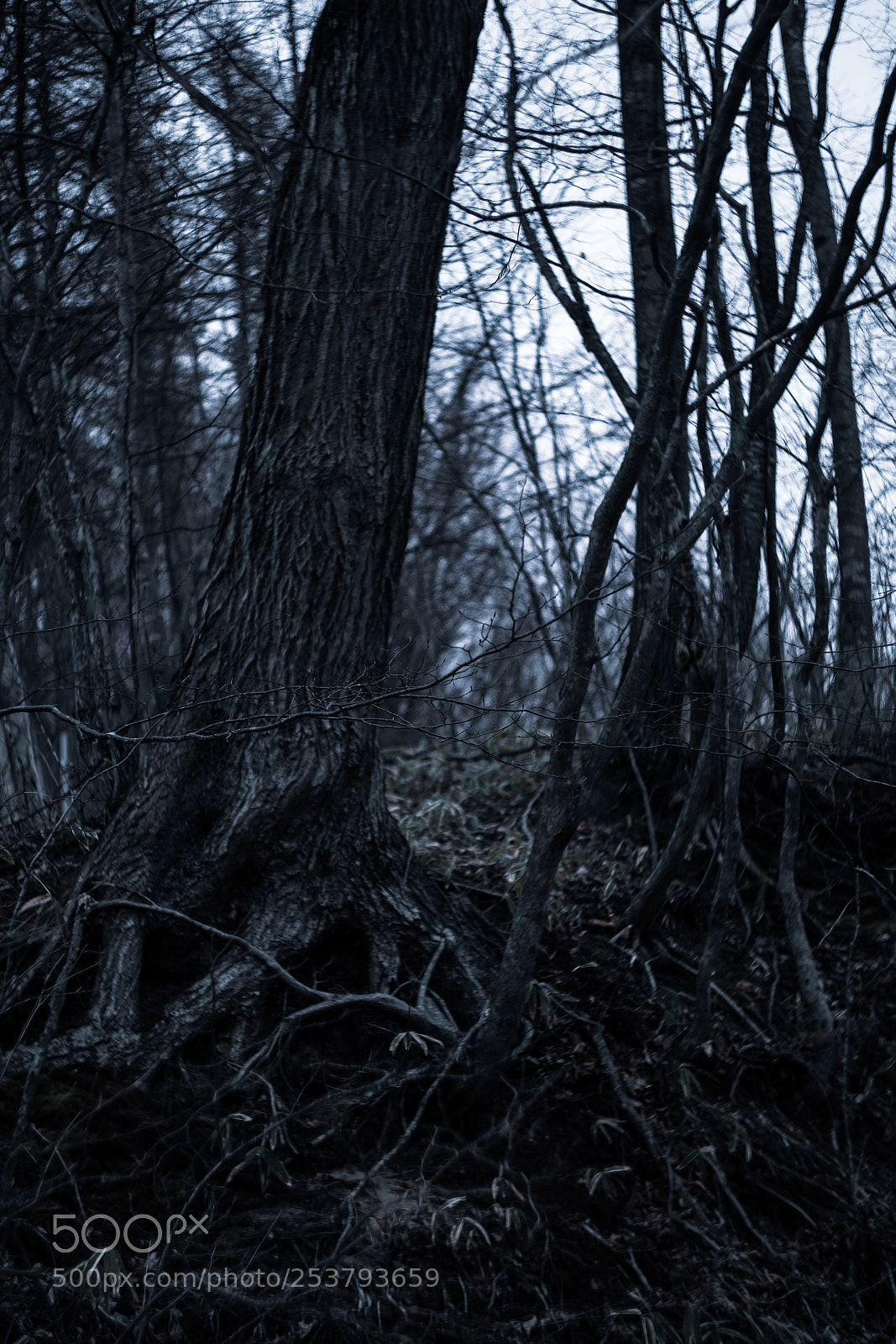 Fujifilm X-T1 sample photo. Root photography