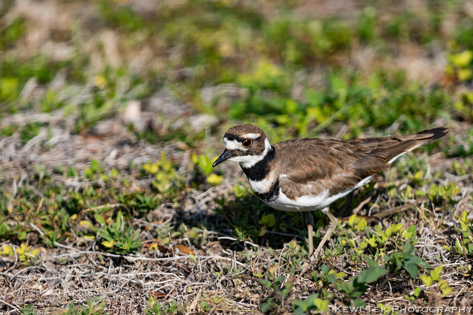 Canon EOS 80D sample photo. Killdeer photography