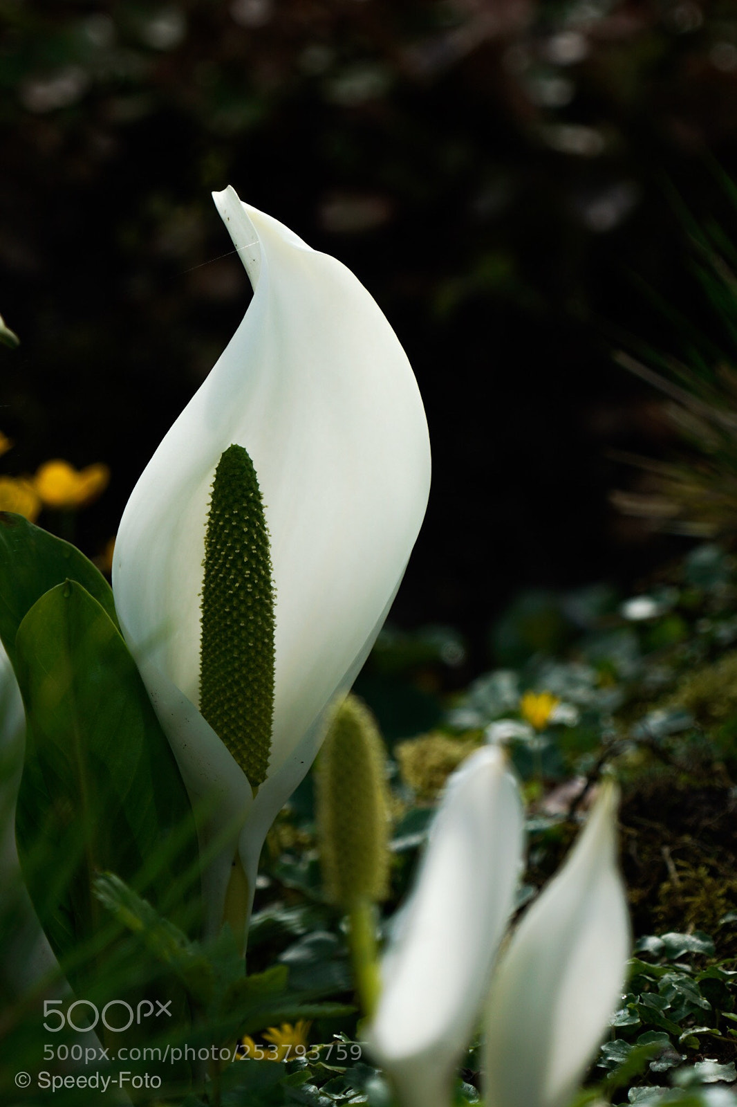 Sony a6000 sample photo. Spring in the garden  photography