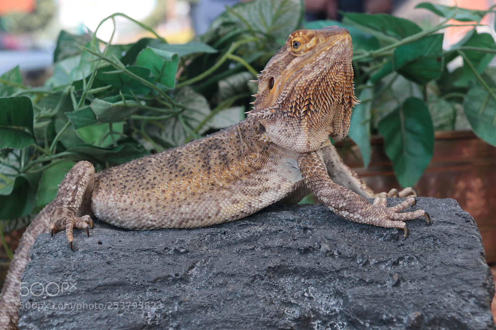 Canon EF-S 18-200mm F3.5-5.6 IS sample photo. Bearded dragon photography