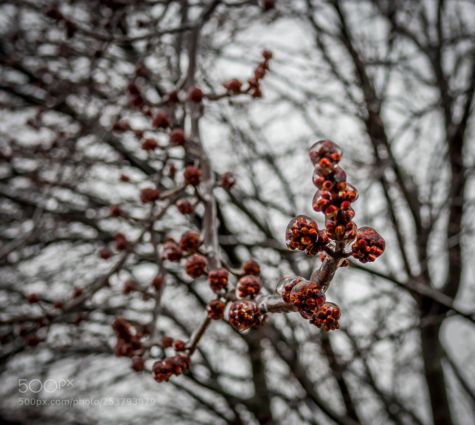 Olympus OM-D E-M10 II sample photo. Leaf buds engulfed in photography