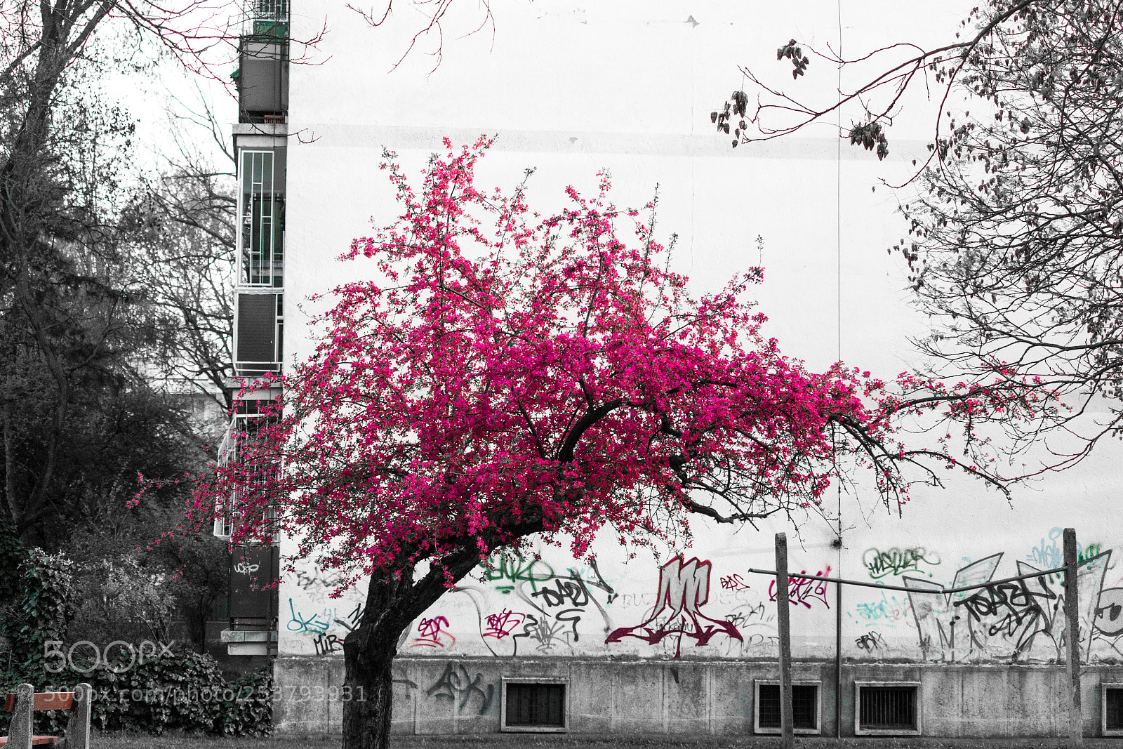 Canon EOS 1200D (EOS Rebel T5 / EOS Kiss X70 / EOS Hi) sample photo. Urban pink photography