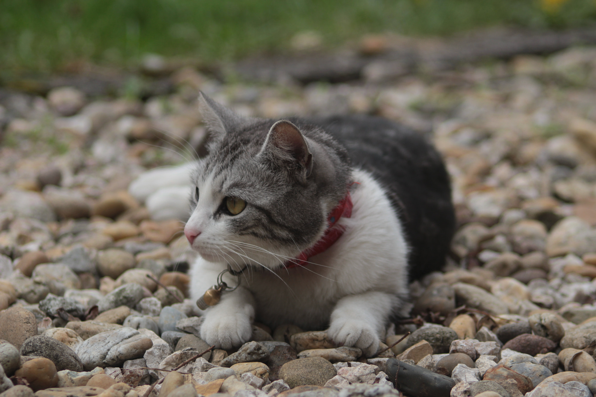 Canon EF 50-200mm f/3.5-4.5 sample photo. Who are you? photography