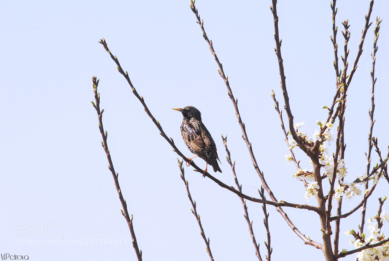 Nikon D3000 sample photo. Little friend photography