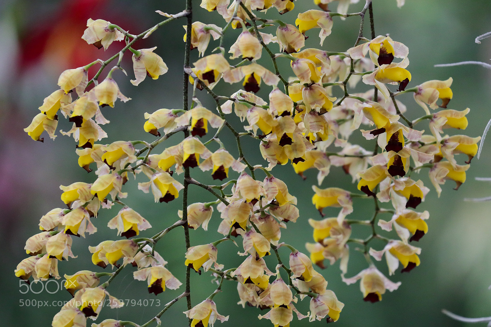 Canon EOS 5D Mark IV sample photo. Flower curtain photography
