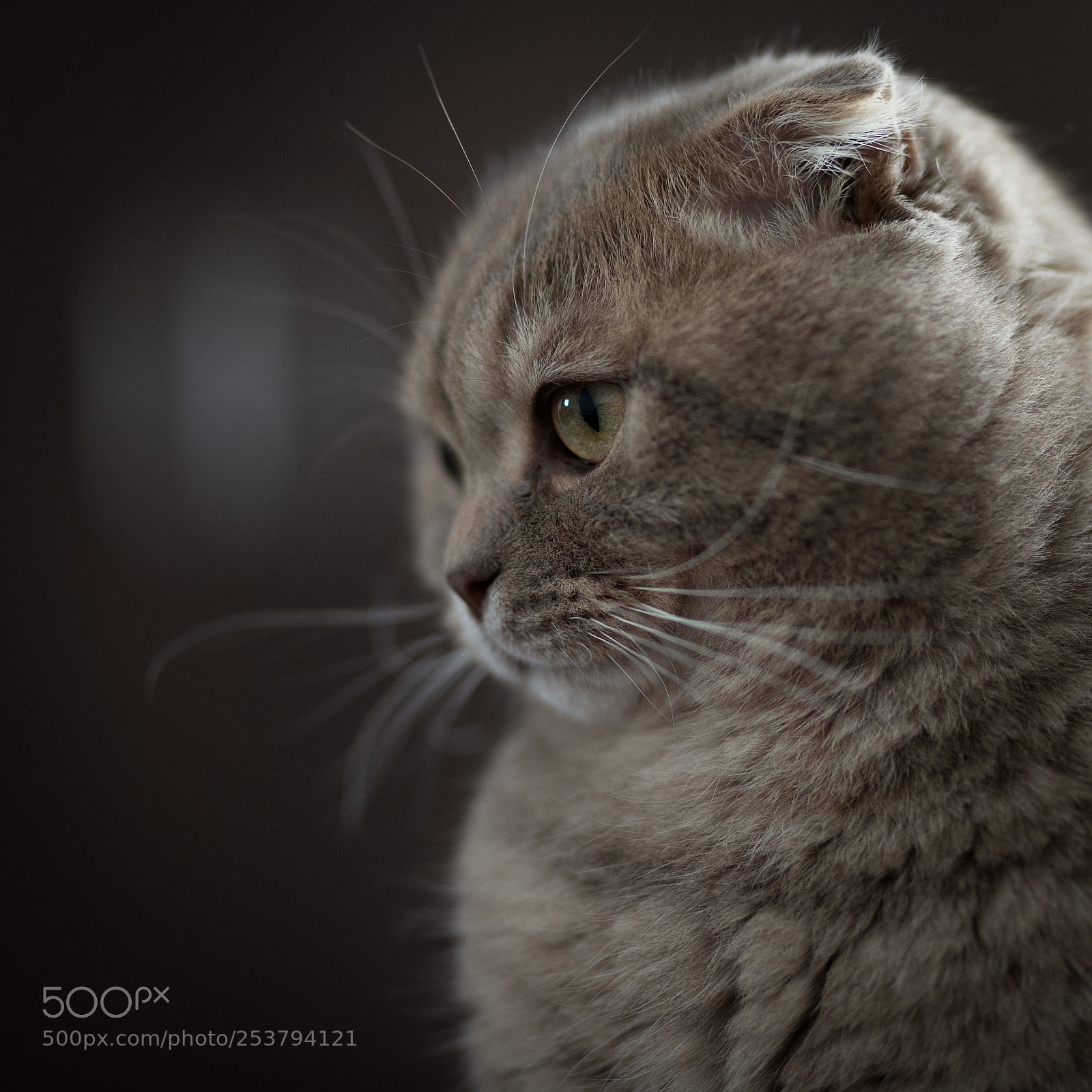 Nikon D810 sample photo. Chivas photography