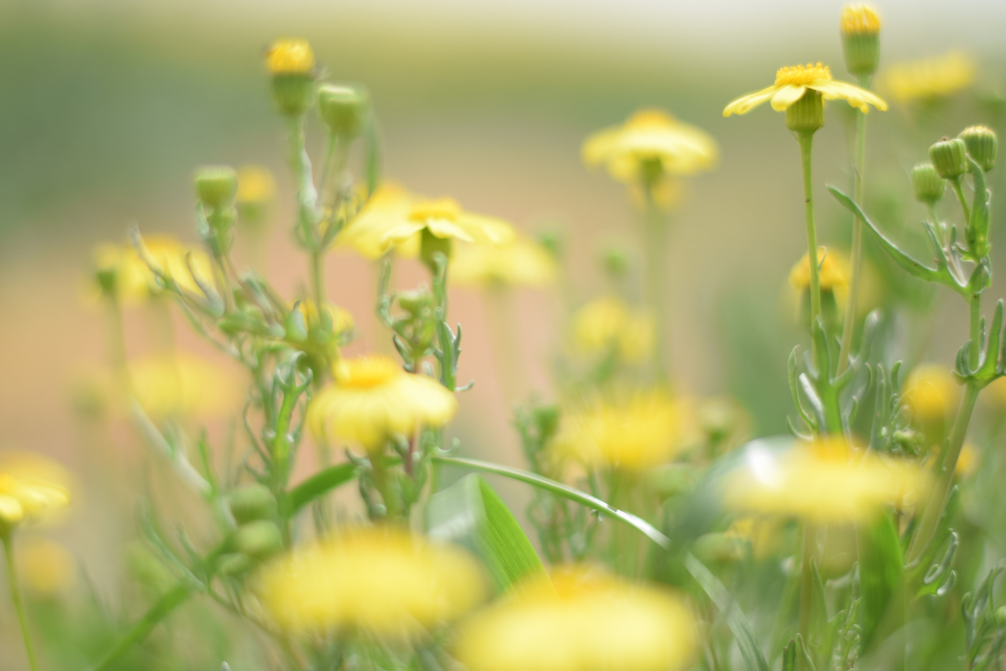 Nikon AF-S Nikkor 50mm F1.8G sample photo. Farm photography