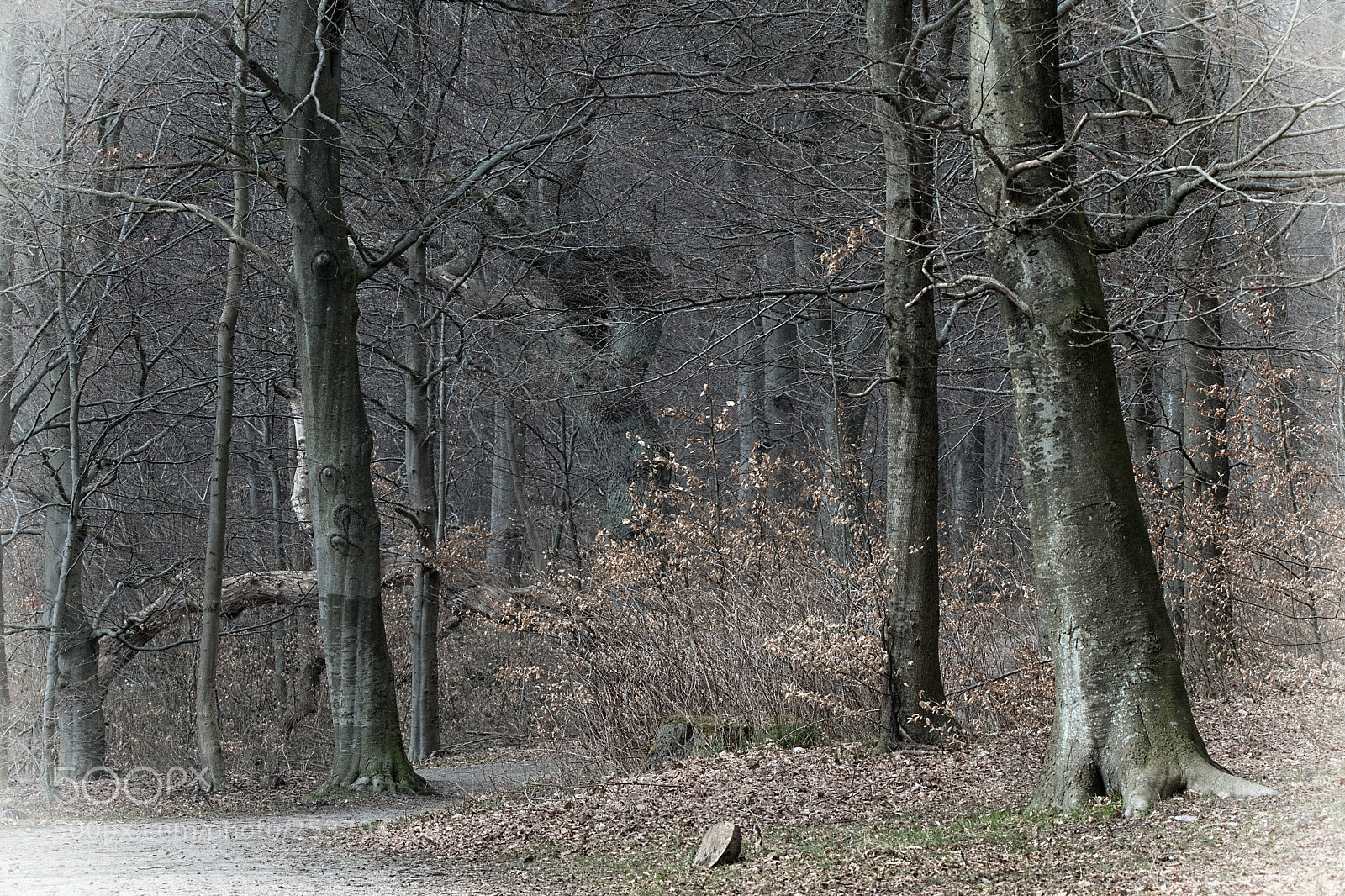 Nikon D500 sample photo. The enchanted forest photography