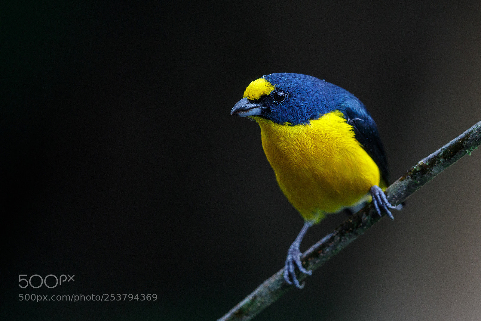 Canon EOS 5D Mark IV sample photo. Yellow-crowned euphonia photography