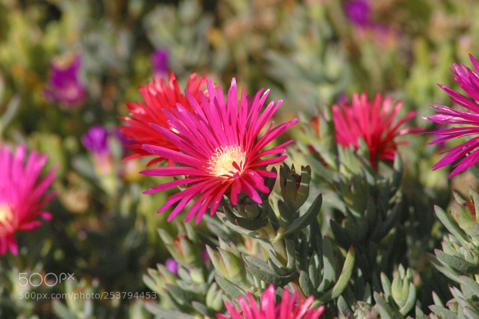 Canon EOS D60 sample photo. Nature photography