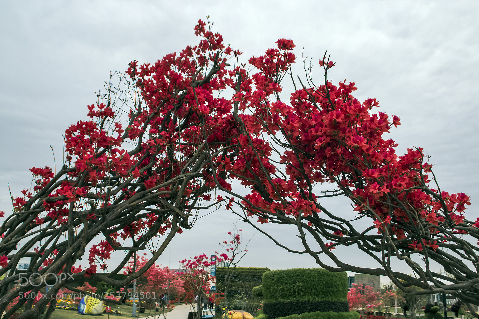 Canon EOS 600D (Rebel EOS T3i / EOS Kiss X5) sample photo. 花开成拱 photography