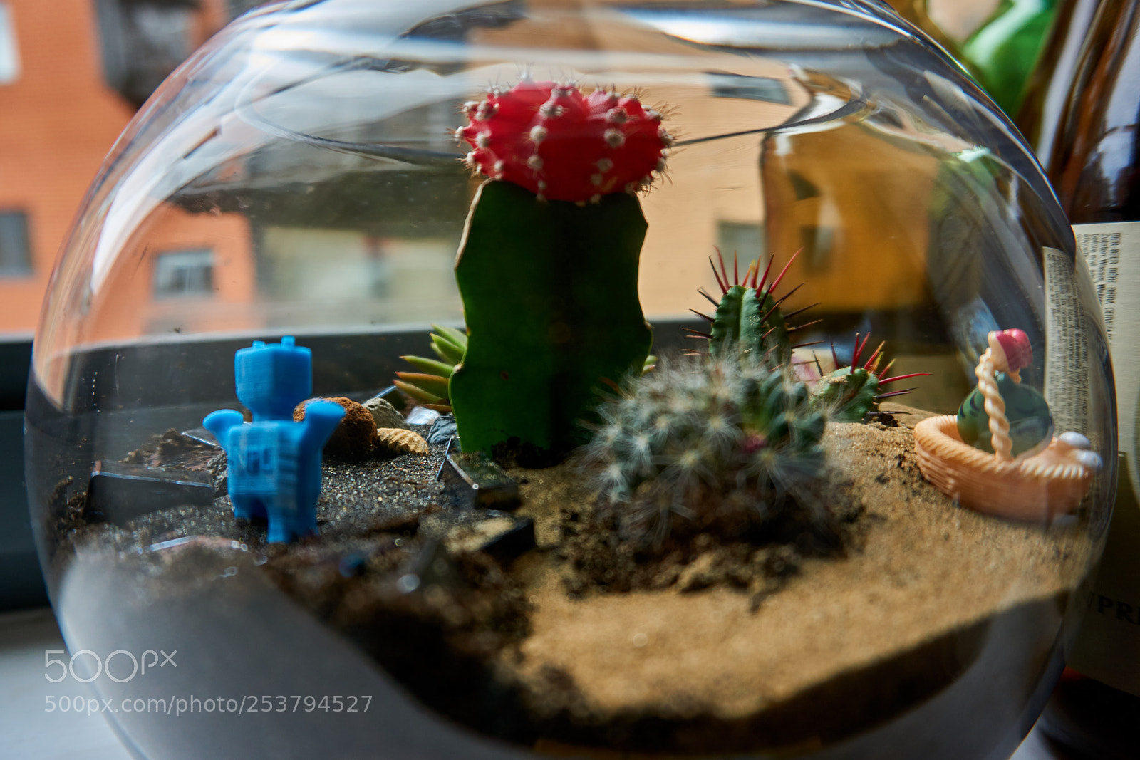 Sony a6000 sample photo. Terrarium photography