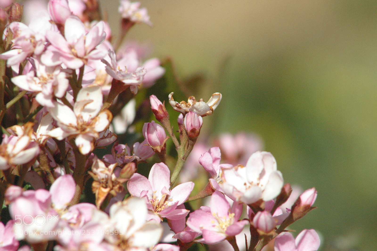 Canon EOS D60 sample photo. Pink photography