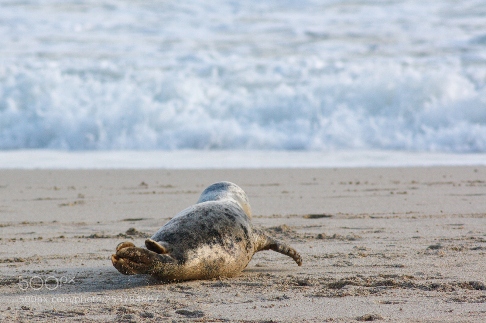 Canon EOS 1000D (EOS Digital Rebel XS / EOS Kiss F) sample photo. Seal pup photography