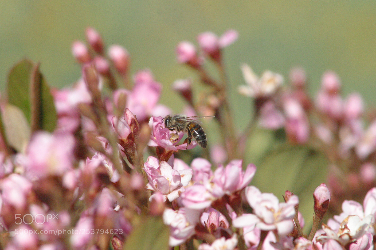 Canon EOS D60 sample photo. Pink photography