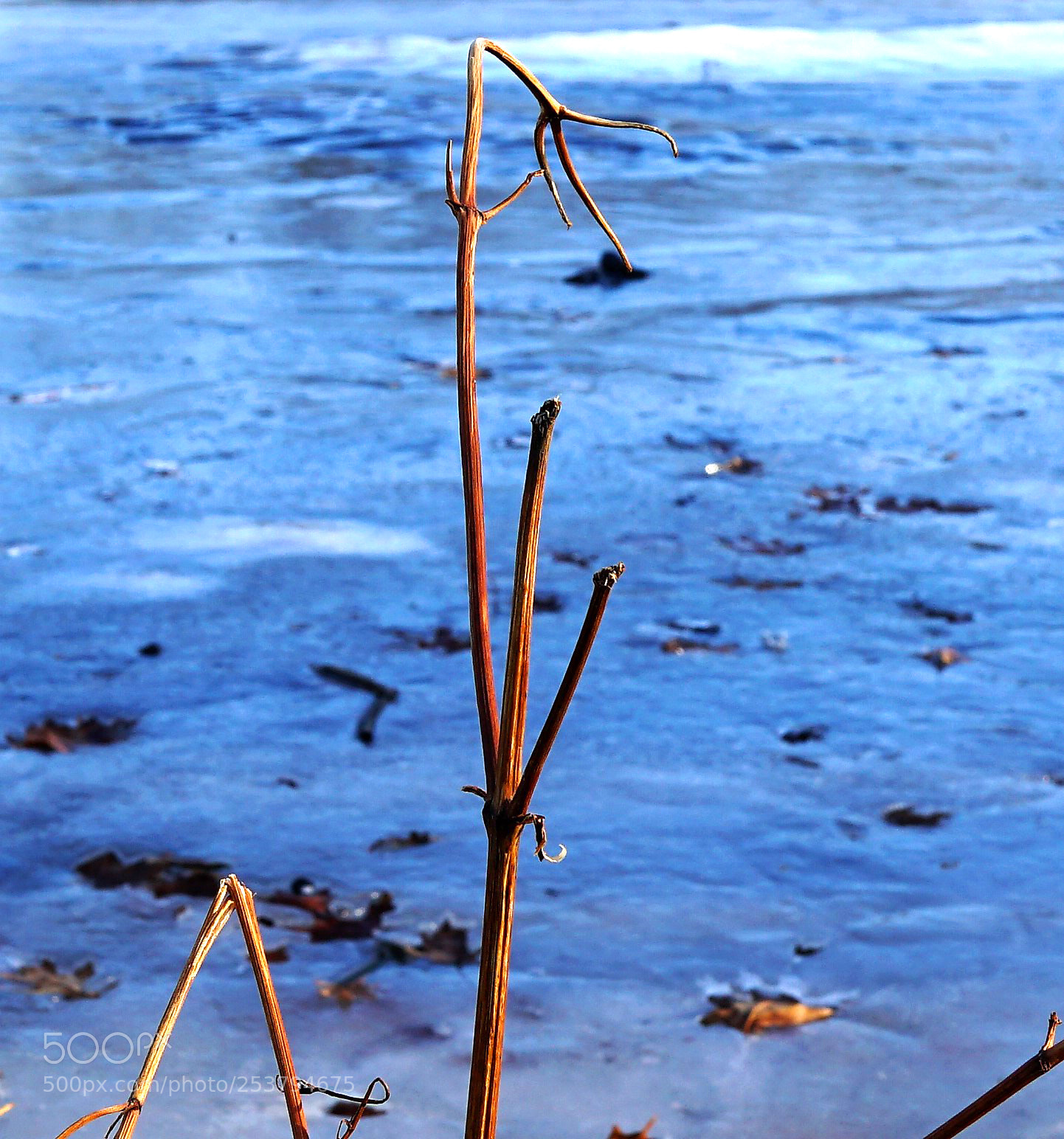 Sony a6500 sample photo. A dead plant in photography