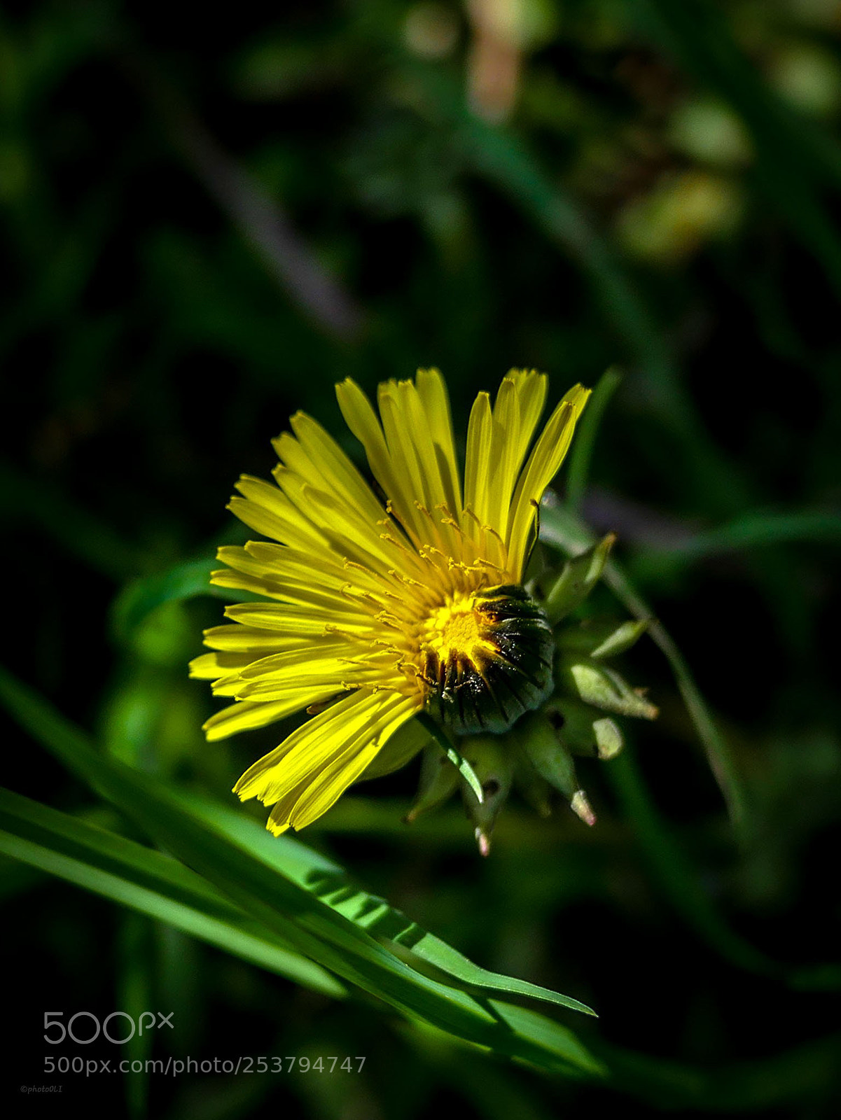 Panasonic Lumix DMC-GX8 sample photo. 45% photography