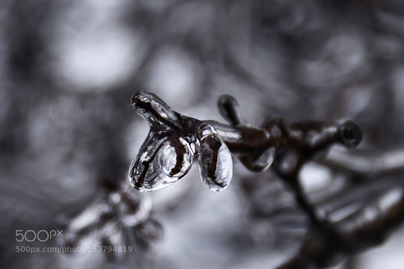 Canon EOS M6 sample photo. Frozen photography