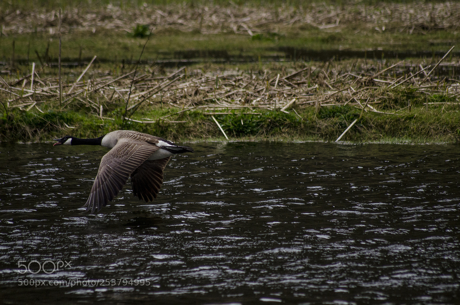 Nikon D7000 sample photo. Jet goose photography