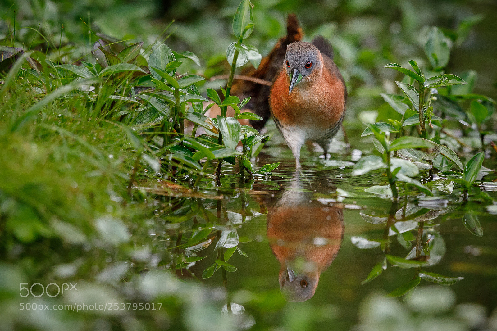 Canon EOS 5D Mark IV sample photo. White-throated crake photography