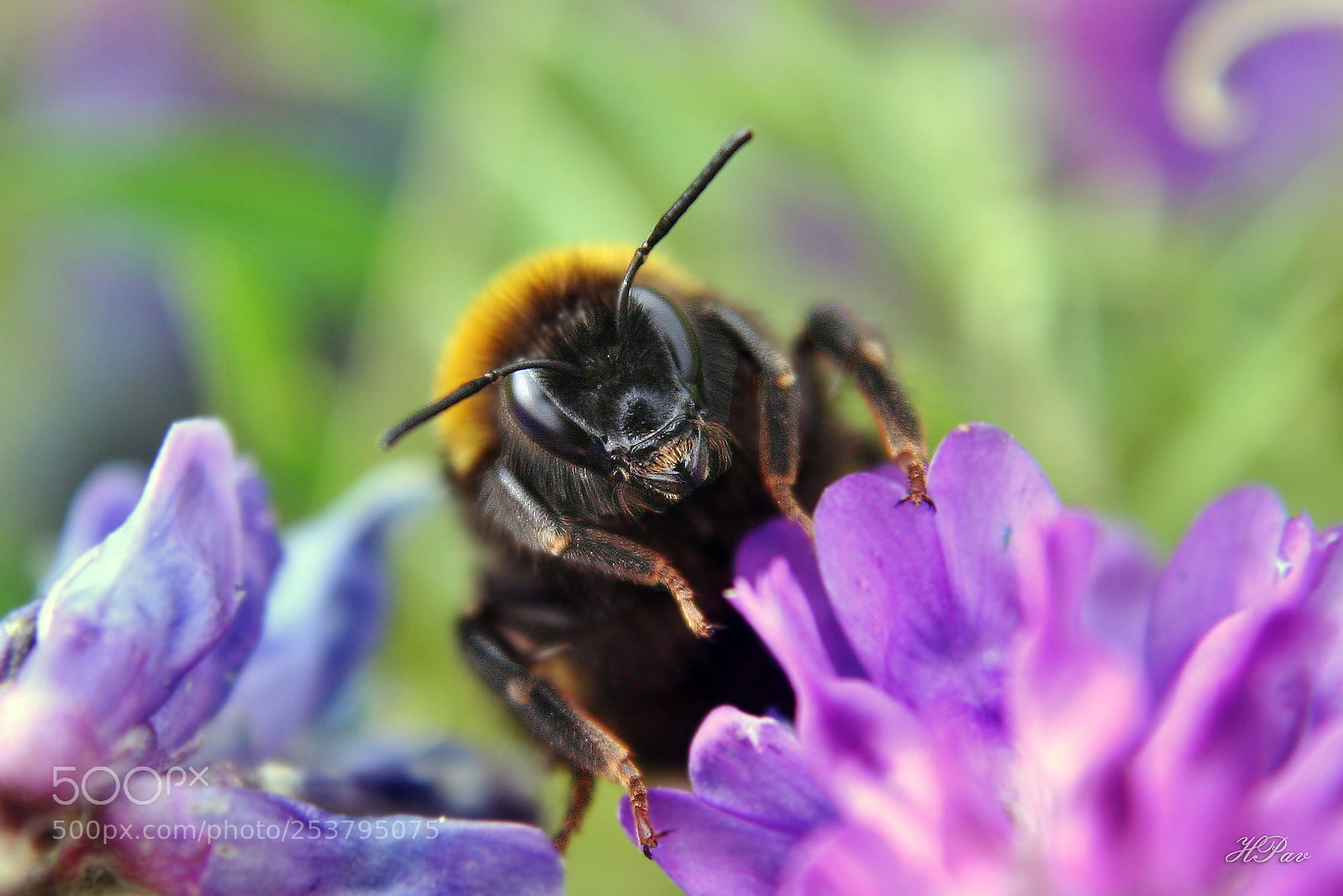 Canon EOS 350D (EOS Digital Rebel XT / EOS Kiss Digital N) sample photo. Bombus photography