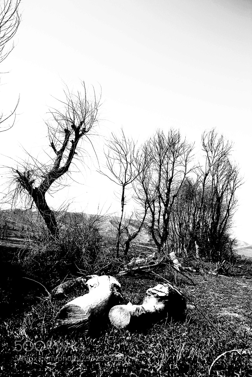 Nikon D40X sample photo. Untitled photography