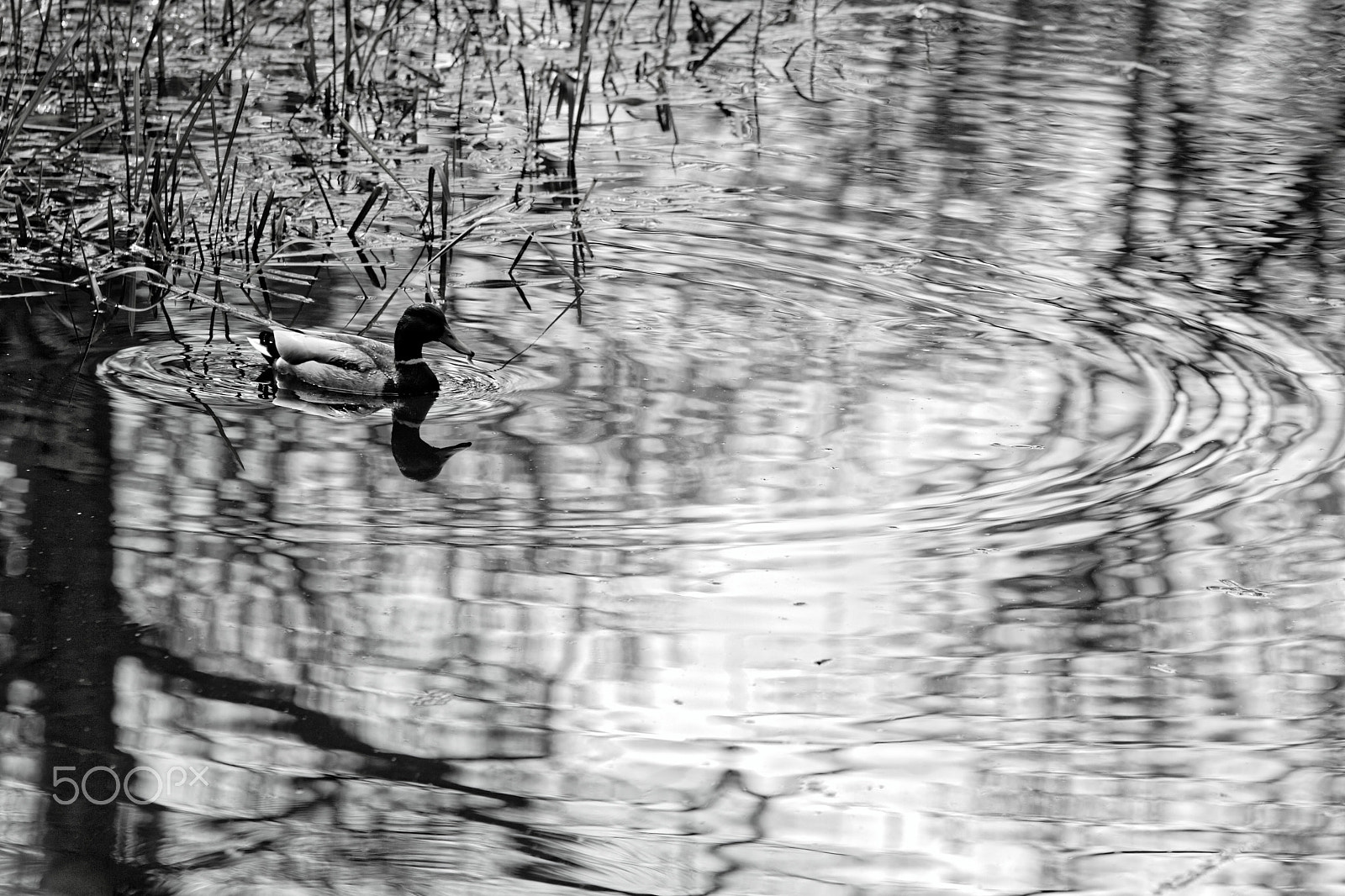 Sigma 70-200mm F2.8 EX DG OS HSM sample photo. Spherical waves photography
