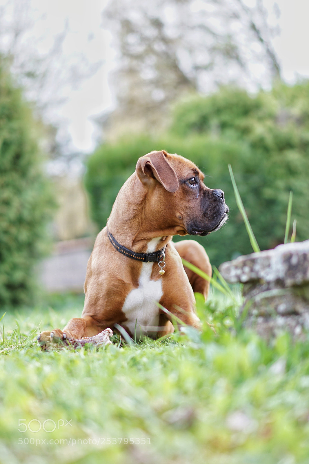 Sony a7 II sample photo. Nestor! photography
