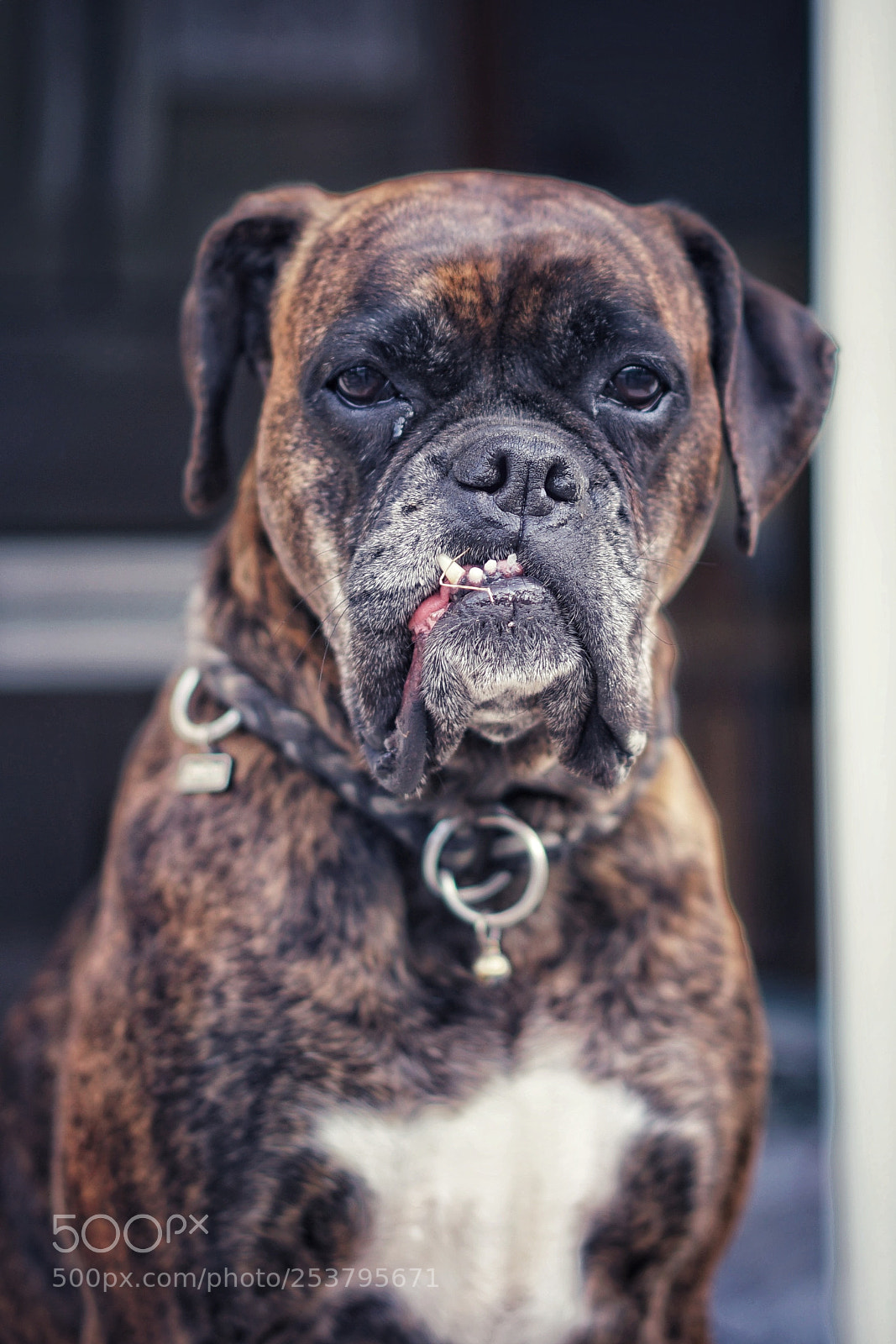 Sony a7 II sample photo. Shana! photography