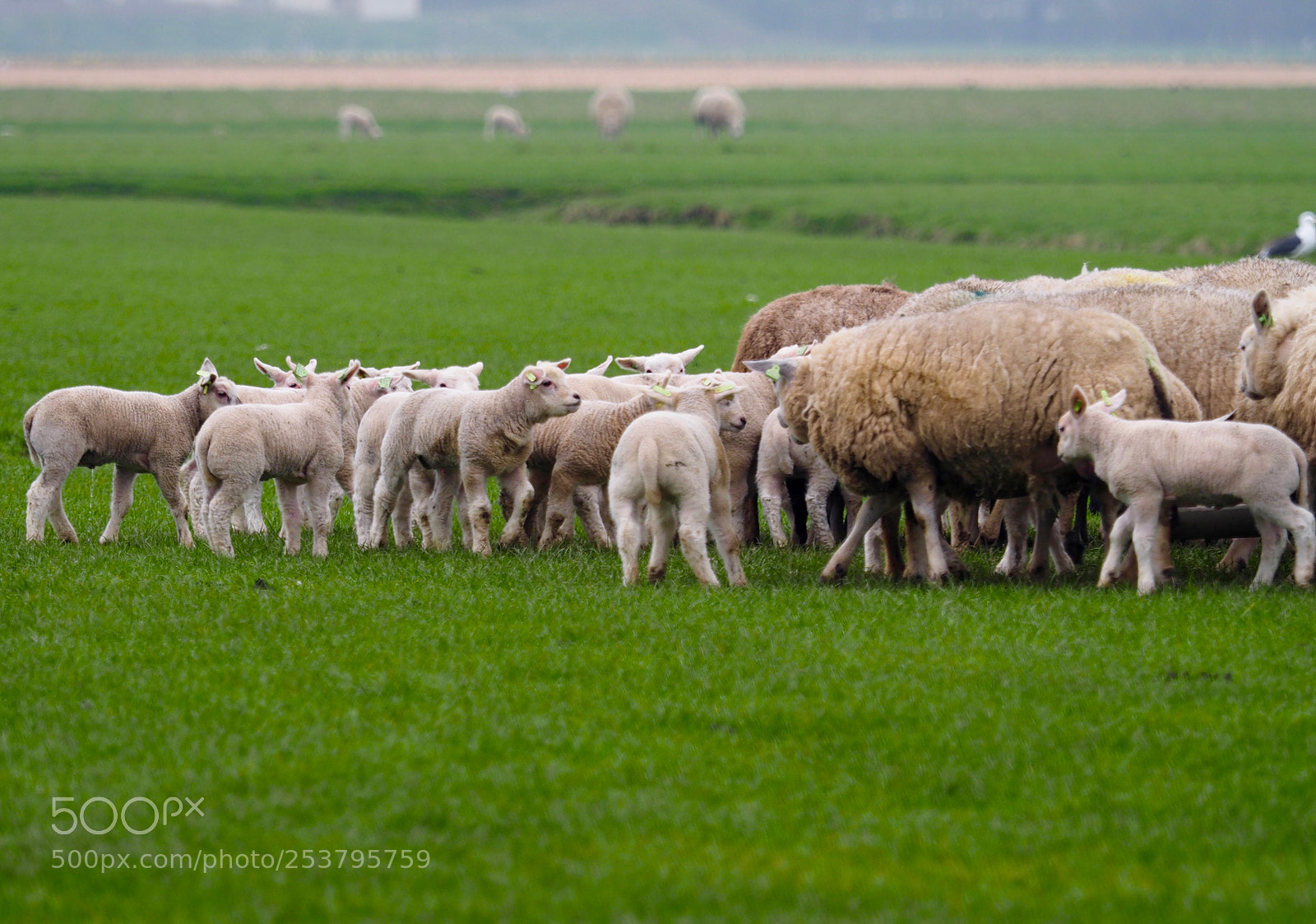 Olympus OM-D E-M1 sample photo. Texel spring lambs. photography
