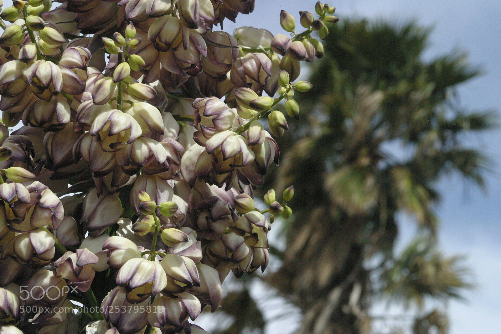 Canon EOS D60 sample photo. Smells good photography