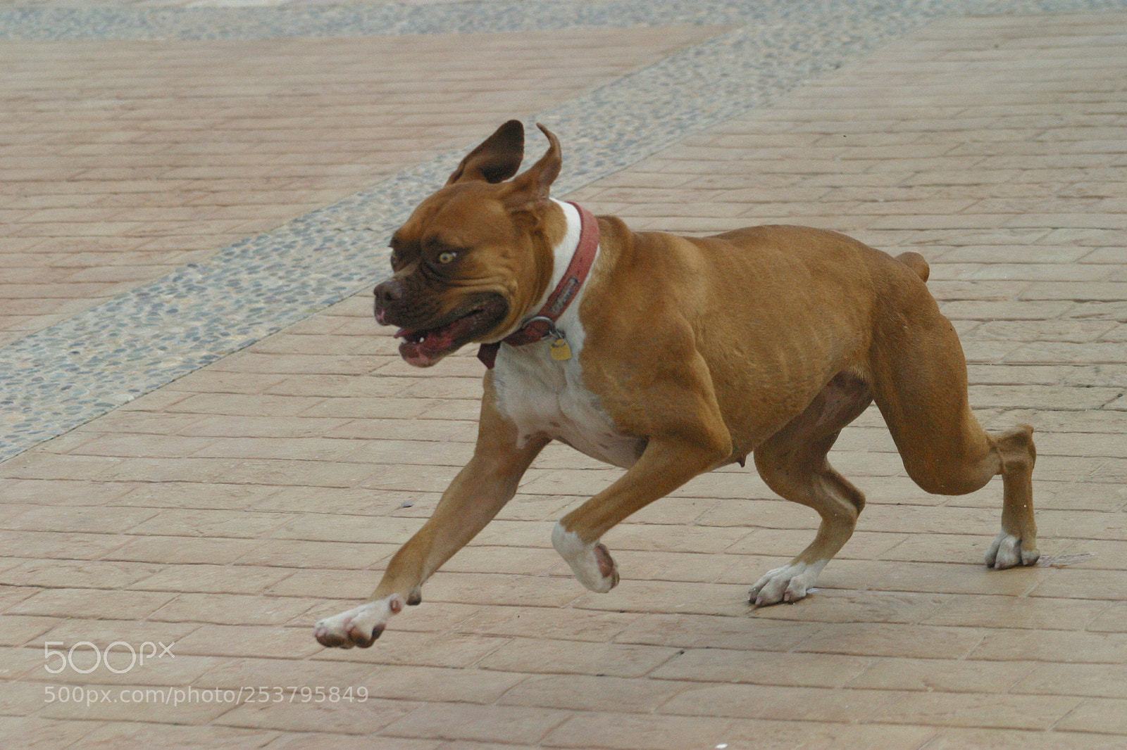 Canon EOS D60 sample photo. My crazy chucha photography