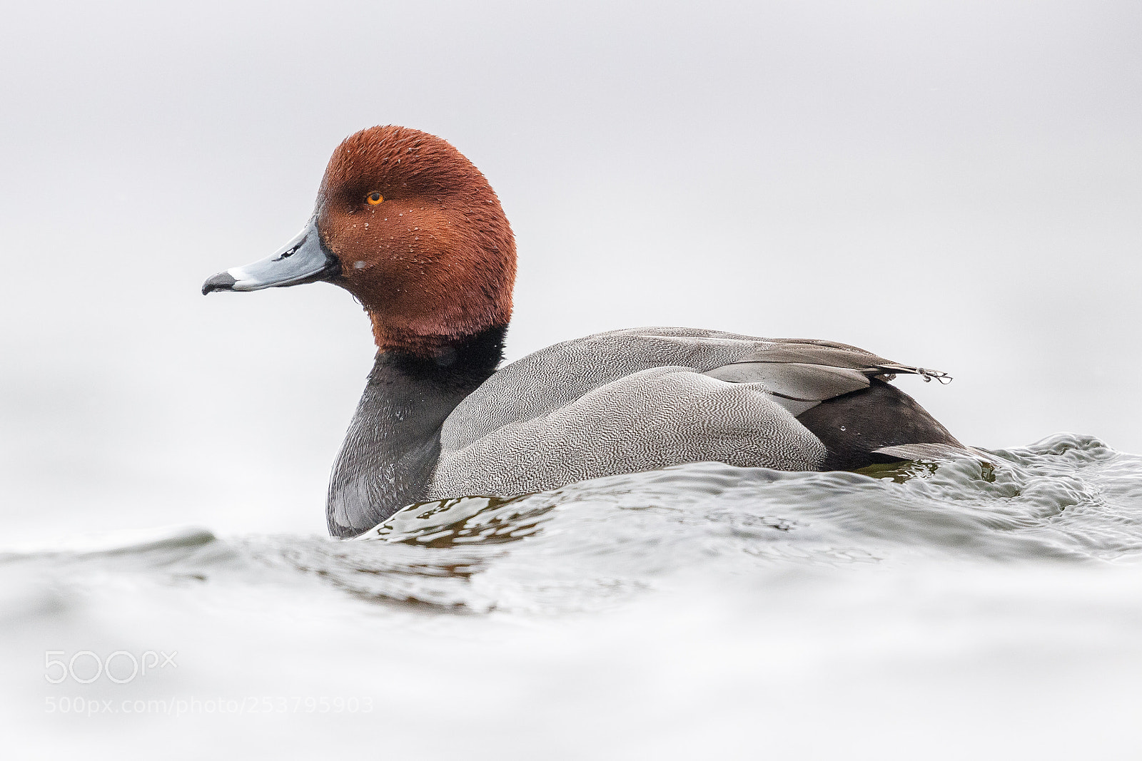 Canon EOS 5D Mark IV sample photo. Drake redhead photography