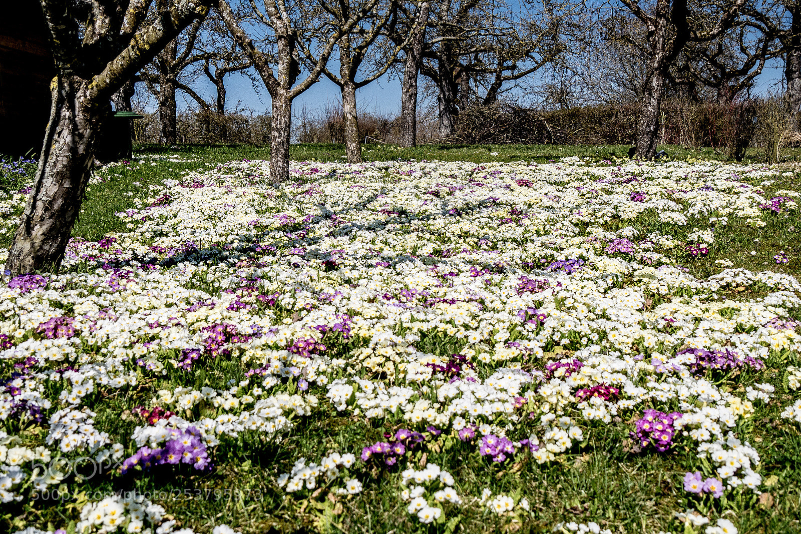 Panasonic DMC-G70 sample photo. Beautiful spring photography