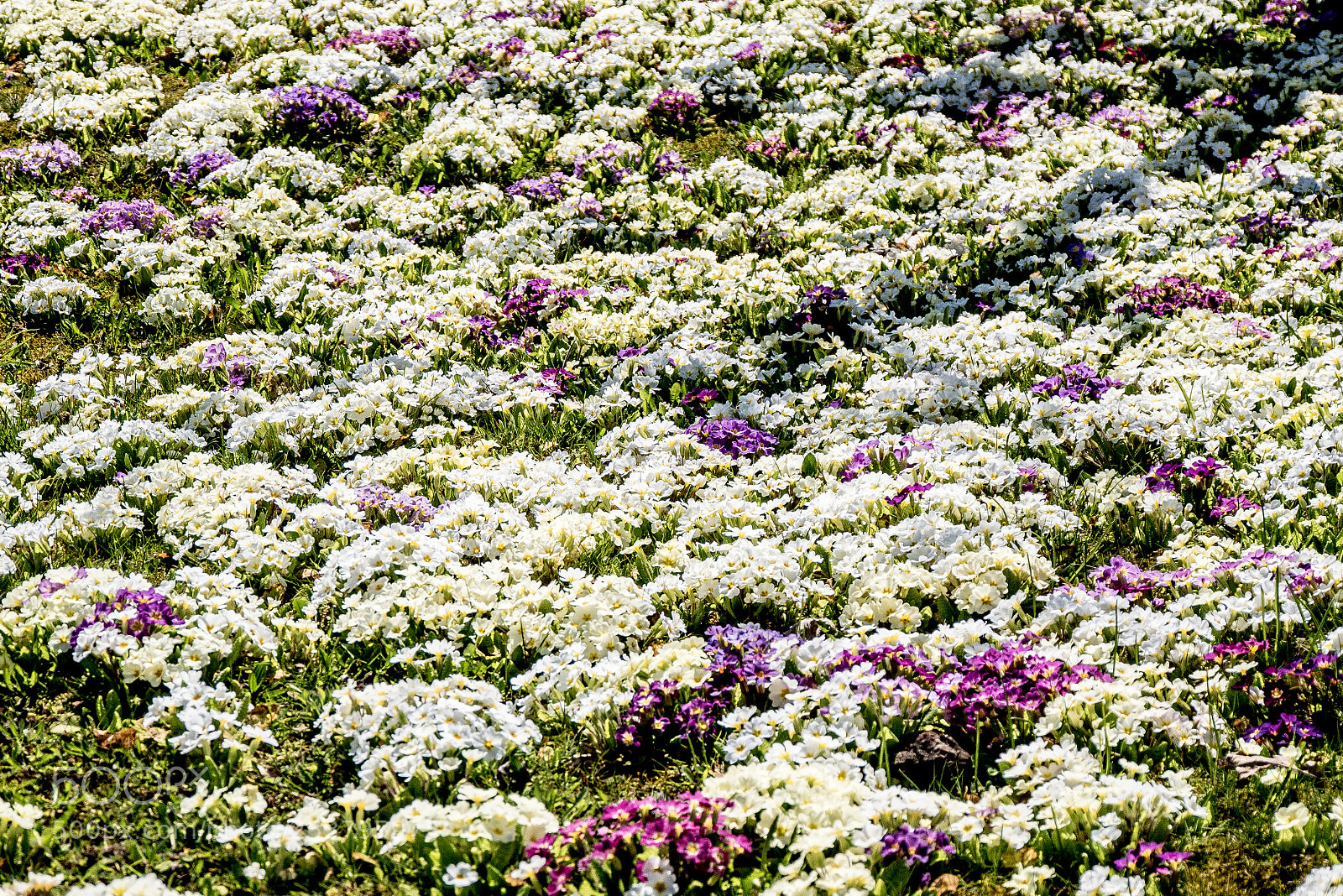 Panasonic DMC-G70 sample photo. Beautiful spring photography