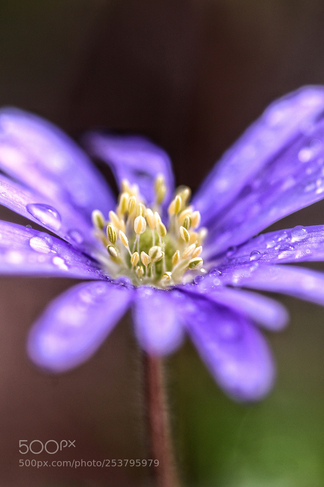 Canon EOS 70D sample photo. Purple lady photography