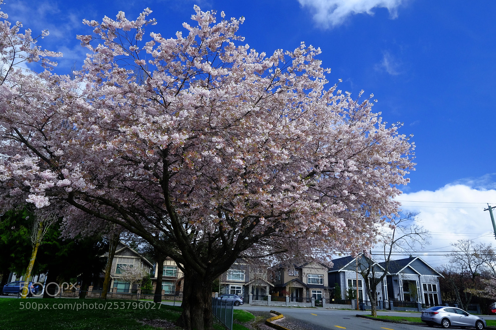 Fujifilm X-T1 sample photo. Carbon free cherry blossoms photography
